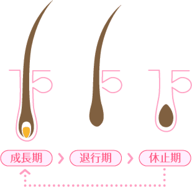 毛周期